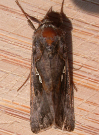 Common Looper
